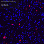 Антитела первичные, поликлональные, Amyloid beta 40, 100 мкл