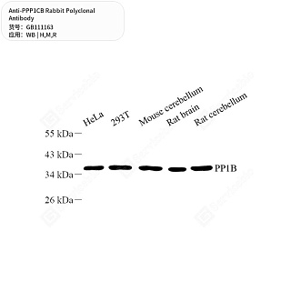 Антитела первичные, поликлональные кролика к PPP1CB крысы, мыши, человека, 50 мкл