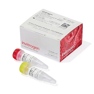 Трансфекционный реагент Lipofectamine 3000, 0.1 мл