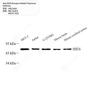 Антитела первичные, поликлональные кролика к 5HT6 Receptor крысы, мыши, человека, 50 мкл
