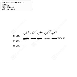 Антитела первичные, поликлональные кролика к BCAS3 крысы, мыши, человека, 50 мкл