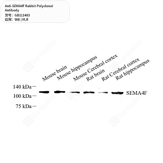 Антитела первичные, поликлональные кролика к SEMA4F крысы, мыши, 50 мкл