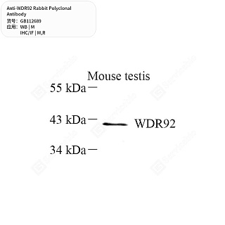 Антитела первичные, поликлональные кролика к WDR92 крысы, мыши, 50 мкл