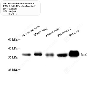 Антитела первичные, поликл. кролика к Junctional Adhesion Molecule 1/JAM-A крысы, мыши, 50 мкл