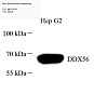 Антитела первичные, поликлональные, DDX56/DDX21, 100 мкл