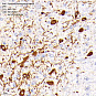 Антитела первичные, поликлональные Tyrosine Hydroxylase, 100 мкл
