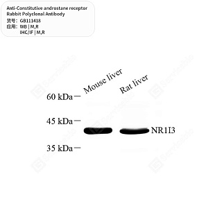Антитела первичные, поликлональные кролика к Constitutive androstane receptor крысы, мыши, 50 мкл