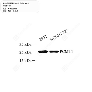 Антитела первичные, поликлональные кролика к PCMT1 крысы, мыши, человека, 50 мкл