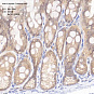Антитела первичные, моноклональные, Caspase-7, 100 мкл