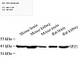 Антитела первичные, поликлональные, SPZ1, 100 мкл