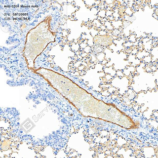 Антитела первичные, моноклональные мыши к CD31 крысы, мыши, 100 мкл