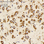 Антитела первичные, поликлональные, Neurotensin, 100 мкл