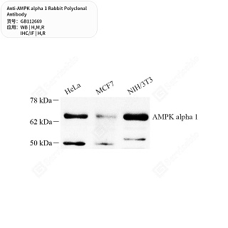 Антитела первичные, поликлональные кролика к AMPK alpha 1 крысы, мыши, человека, 50 мкл