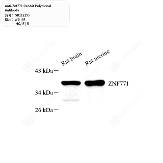 Антитела первичные, поликлональные кролика к Znf771 крысы, мыши, 50 мкл