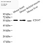 Антитела первичные, поликлональные, CD147, 100 мкл