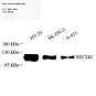 Антитела первичные, поликлональные, Sec24C, 100 мкл