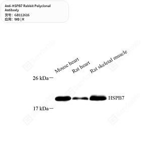 Антитела первичные, поликлональные кролика к HSPB7 крысы, 50 мкл