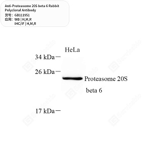 Антитела первичные, поликлональные кролика к Proteasome 20S beta 6 крысы, мыши, человека, 50 мкл