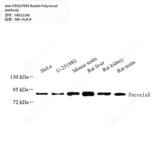 Антитела первичные, поликлональные кролика к PEX5/PER3 крысы, мыши, человека, 50 мкл