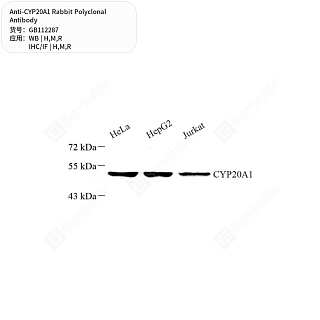 Антитела первичные, поликлональные кролика к CYP20A1 крысы, мыши, человека, 50 мкл