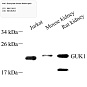 Антитела первичные, поликлональные, Guanylate kinase, 100 мкл