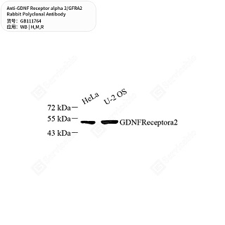 Антитела первичные, поликл. кролика к GDNF Receptor alpha 2/GFRA2 крысы, мыши, человека, 50 мкл