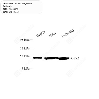 Антитела первичные, поликлональные кролика к FGFRL1 крысы, мыши, человека, 50 мкл