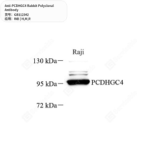 Антитела первичные, поликлональные кролика к PCDHGC4 крысы, мыши, человека, 50 мкл