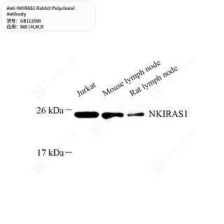 Антитела первичные, поликлональные кролика к NKIRAS1 крысы, мыши, человека, 50 мкл