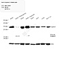 Антитела первичные, поликлональные, Caspase-3, 100 мкл