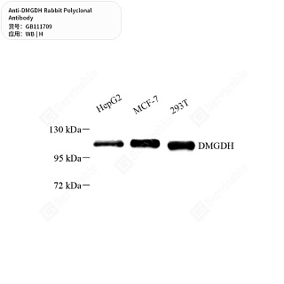 Антитела первичные, поликлональные кролика к DMGDH человека, 50 мкл
