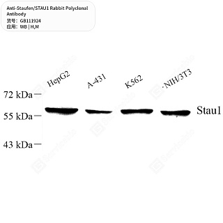 Антитела первичные, поликлональные кролика к Staufen/STAU1 мыши, человека, 50 мкл