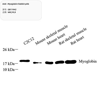 Антитела первичные, поликлональные кролика к Myoglobin крысы, мыши, 100 мкл