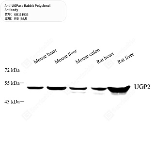 Антитела первичные, поликлональные кролика к UGPase крысы, мыши, 50 мкл