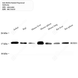 Антитела первичные, поликлональные кролика к BUD31 крысы, мыши, человека, 50 мкл