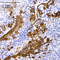Антитела первичные, моноклональные, Cytokeratin 13, 100 мкл