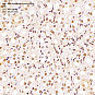 Антитела первичные, поликлональные, DNA Polymerase beta, 100 мкл