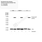 Антитела первичные, моноклональные, Phospho-AKT(Ser473), 100 мкл