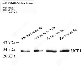 Антитела первичные, поликлональные кролика к UCP1 крысы, мыши, 50 мкл