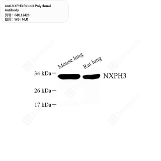 Антитела первичные, поликлональные кролика к NXPH3 крысы, мыши, 50 мкл
