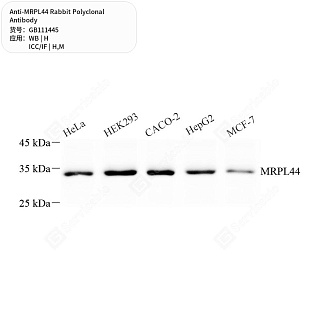 Антитела первичные, поликлональные кролика к MRPL44 мыши, человека, 50 мкл