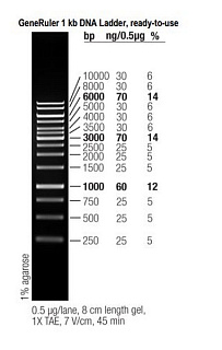 Маркеры молекулярной массы ДНК, 250-10000 п.о., GeneRuler 1 kb DNA, гот. к исп. (14 фр.), 50 мкг