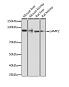Антитела первичные, моноклональные LAMP2, 100 мкл