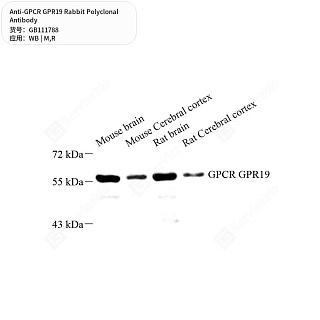 Антитела первичные, поликлональные кролика к GPCR GPR19 крысы, мыши, 50 мкл