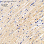 Антитела первичные, поликлональные, Cardiac Troponin T, 100 мкл
