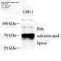 Антитела первичные, поликлональные, Bile salt-activated lipase, 100 мкл
