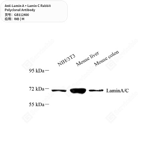 Антитела первичные, поликлональные кролика к Lamin A + Lamin C мыши, 50 мкл