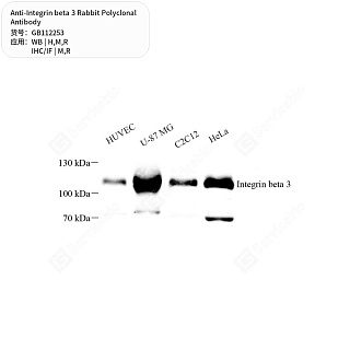 Антитела первичные, поликлональные кролика к Integrin beta 3 крысы, мыши, человека, 50 мкл