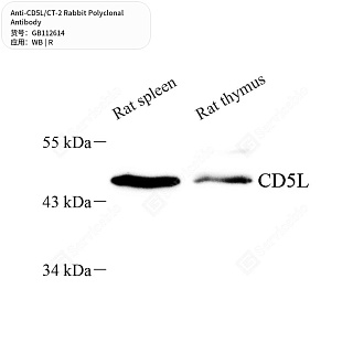 Антитела первичные, поликлональные кролика к CD5L/CT-2 крысы, 50 мкл