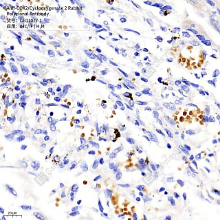 Антитела первичные, поликлональные кролика к COX2/Cyclooxygenase 2 мыши, человека, 50 мкл